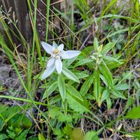 ウスユキソウ,エーデルワイス,日本百名山　美ヶ原,高山植物類,おでかけ先の画像