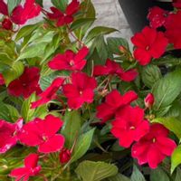 インパチェンス,真っ赤な花,散歩道の花たち,お出かけ先の画像