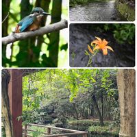 スイレン,ハナショウブ,コウホネ,カルガモ,ワスレグサの画像