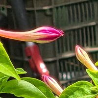 アマドコロの画像