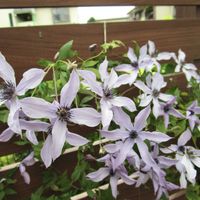 クレマチス,クレマチス 流星,スーパートレニア カタリーナ,スーパートレニア カタリーナ アイスリバー,寄せ植えの画像