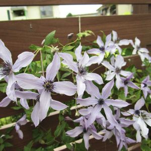 クレマチス,クレマチス 流星,スーパートレニア カタリーナ,スーパートレニア カタリーナ アイスリバー,寄せ植えの画像