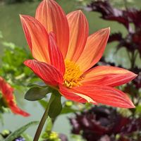 インパチェンス,ダリア,フロックス,バーベナ タピアン,オレンジ色のお花✨の画像
