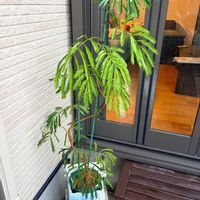 エバーフレッシュの画像
