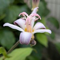 オンシジウム,メガネツユクサ,ホトトギス 桃源,山野草,洋ランの画像
