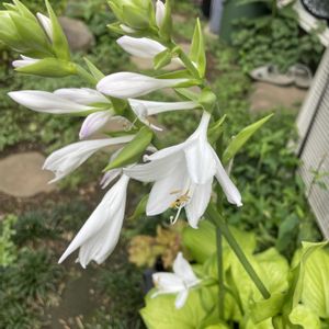 ギボウシ（ホスタ）,ホスタ グアカモーレ,ホスタ グアカモール,山野草,放置栽培の画像