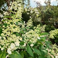 イチジク,ピラミッドアジサイ,ノリウツギ,庭の花,ルドベキアタカオの画像