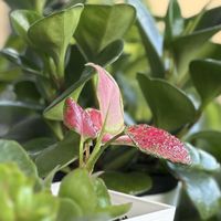 アグラオネマ,ジャクリーヌ•デュ•プレ,ぺぺロミア,オーブ　レジェール,観葉植物の画像