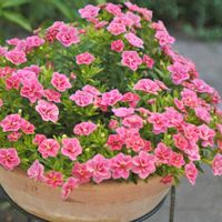 カリブラコア,花のある暮らし,✿.*･PW,スーパーベル ダブルチェリーリップル✿.*･,小さな庭の画像