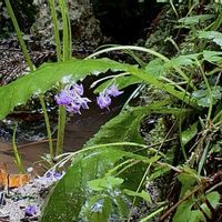 イワタバコ, 山野草,水辺の植物の画像