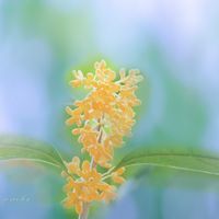 金木犀の画像