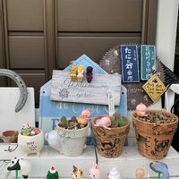 リトープス,フェルニア ピンクアイ,キュンキュン乙女倶楽部,バラと夢CLUB,ｵｹﾂの日の画像