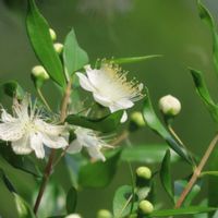 ギンバイカ,ギンバイカ,ツバメ,ツバメ の巣,山芍薬の赤い種の画像