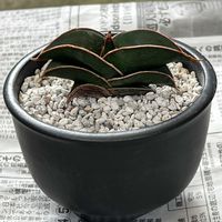 サンセベリア・ロリダ,サンセベリア,観葉植物,植え替え,陶器の画像