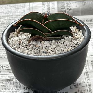 サンセベリア・ロリダ,サンセベリア,観葉植物,植え替え,陶器の画像