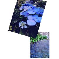 ガクアジサイ,中庭のスズメ,和の中庭,お家園芸,*額紫陽花の画像