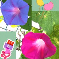 アサガオ,朝顔,安曇野,ノアサガオ,ノアサガオ(琉球朝顔)の画像