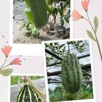 スイカ,ヘチマ,ヒルガオ,カボチャ,コラージュ仲間達の画像
