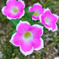 サフィニア,サフィニア,サントリーサフィニアアート小梅ちゃん,花壇の画像