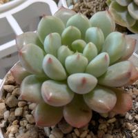 ブルーベリー,ミセバヤ,雪桃,多肉植物,葉挿しの画像