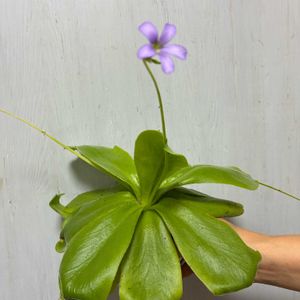 ムシトリスミレ,食虫植物,害虫の画像