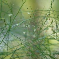 アスパラガス,アスパラガスの花,横浜市金沢区龍華寺の画像