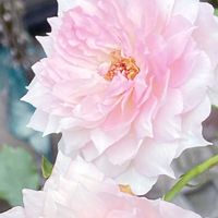 バラ シャリマー,スマホ撮影,ばら バラ 薔薇,ロサオリの薔薇,花友さんに感謝♡の画像