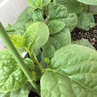 ツルムラサキ,バターレタス,空心菜（くうしんさい）,種から,夏野菜の画像