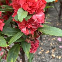 ホウセンカ,今日も元気で,今日も笑顔で♡,花を通じて愛と平和を,ほら、綺麗な花でしょ！の画像