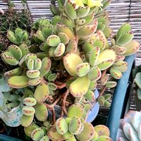 熊童子,コチレドン属,植物男子ベランダー,ベランダの画像