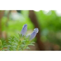 リンドウ,山野草,ミラーレス一眼,青い花マニア,美しき青きドヨウの画像