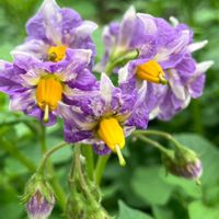 ジャガイモ,ジャガイモの花,じゃがいもメークイン,癒し,野菜の花の画像