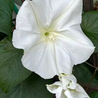 ヨルガオ,白い花,花散歩,良い香り,ヒルガオ科の画像