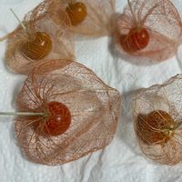 ホオズキ,スケルトンほおずきの画像