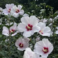 オニユリ,ギボウシ,ムクゲ,ムクゲ,ノリウツギの画像