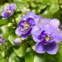 紫色の花,#ガーデニング,エクステリアの画像