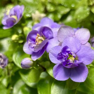 紫色の花,#ガーデニング,エクステリアの画像