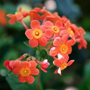 ベニマツリ,温室,夏の花,アカネ科,熱帯植物の画像