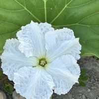 ユウガオ,今日のお花,今朝のウォーキングの画像