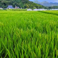 いね,稲穂,稲穂＊お米,おでか先の画像