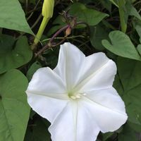 ヨルガオ,ヨルガオ,ヒルガオ,ヒルガオ,散歩の画像