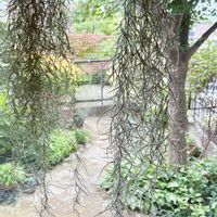 ウスネオイデス,観葉植物,明るい日陰,ふわふわ,窓際の画像