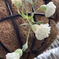 シレネ・スワンレイク,花のある暮らし,緑のある暮らし,お庭のお花,癒しの草花の画像