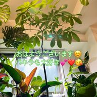 パキラ,モンステラ,ワイルド,インドアグリーン,熱帯植物の画像