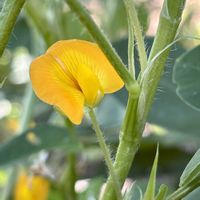 落花生,おひさまの画像