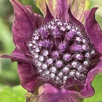モナルダ,ハーブ,花壇,ガーデニング,山野草の画像
