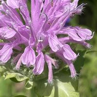 モナルダ,ハーブ,花壇,ガーデニング,山野草の画像