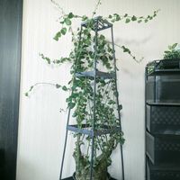 アデニア スピノーサ,多肉植物,塊根植物,コーデックス,癒し空間の画像