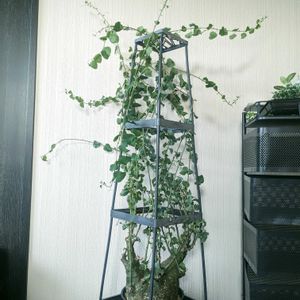 アデニア スピノーサ,多肉植物,塊根植物,コーデックス,癒し空間の画像