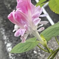 ワイヤープランツ,オレガノ ケントビューティー,クレマチス ロードハーシェル,八重咲き朝顔 スプリット ペタル,花のある暮らしの画像